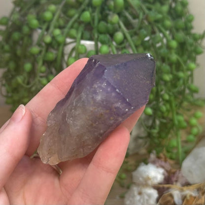 Amethyst Root (J745)