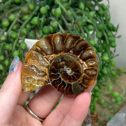 Ammonite (K916)