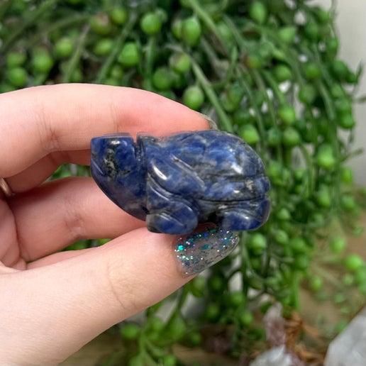 Sodalite Turtle (C389)