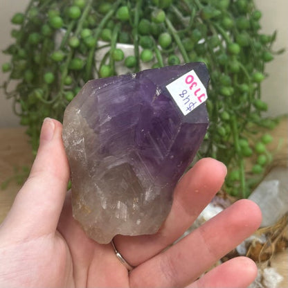 Amethyst Root (J730)