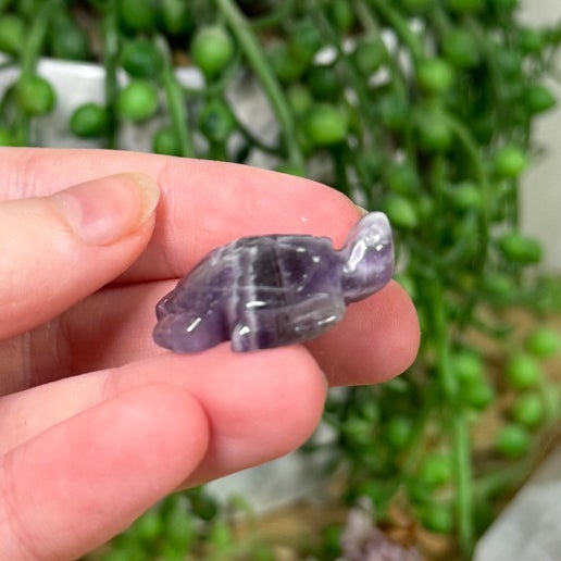 Dream Amethyst Mini Turtle