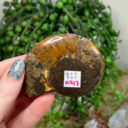 Ammonite (K917)