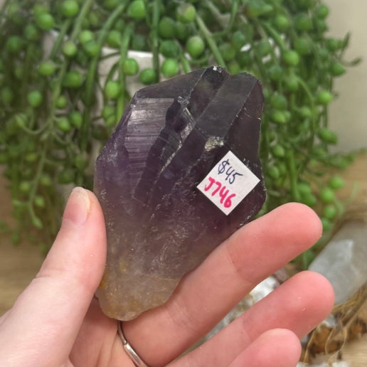 Amethyst Root (J746)