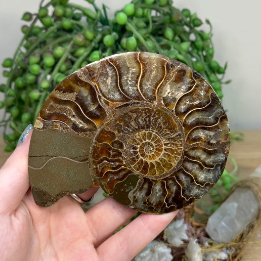 Ammonite (K929)