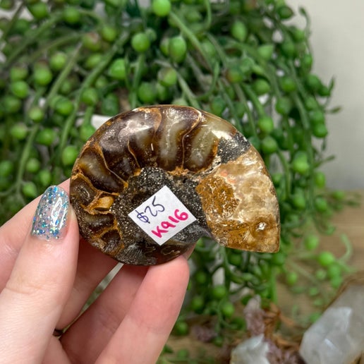 Ammonite (K916)