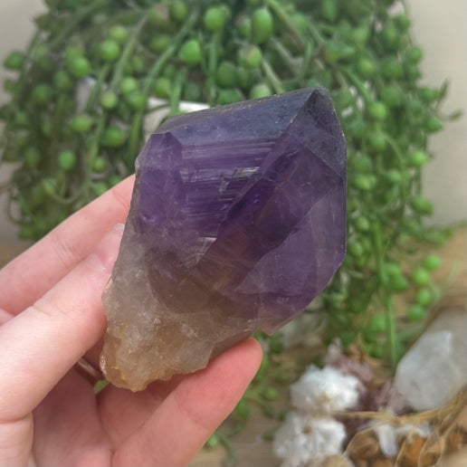 Amethyst Root (J736)