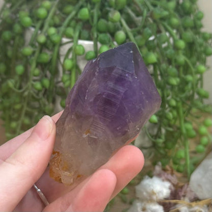 Amethyst Root (J737)