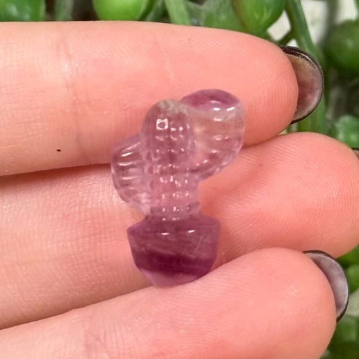 Fluorite Mini Cactus In Pot