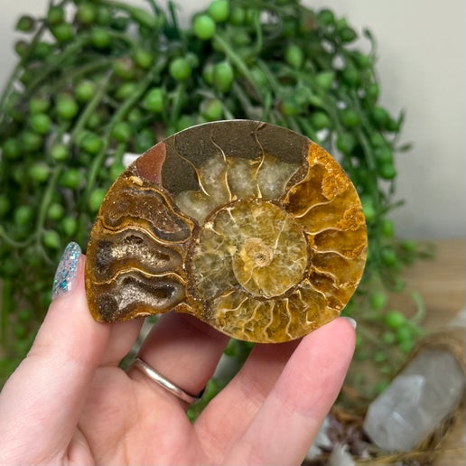 Ammonite (K918)