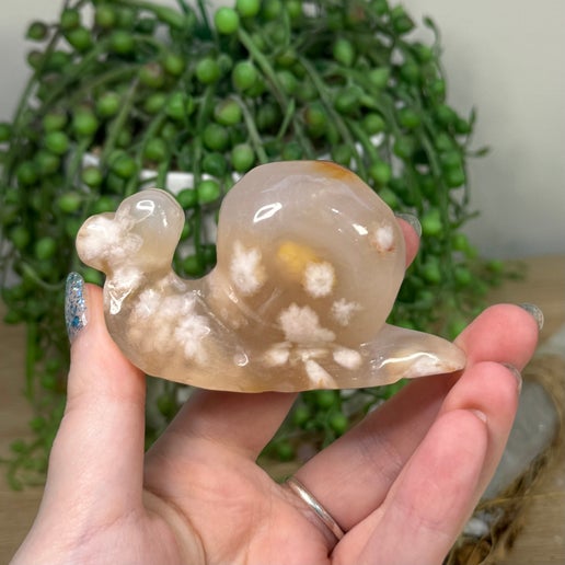 Flower Agate Snail (K807)