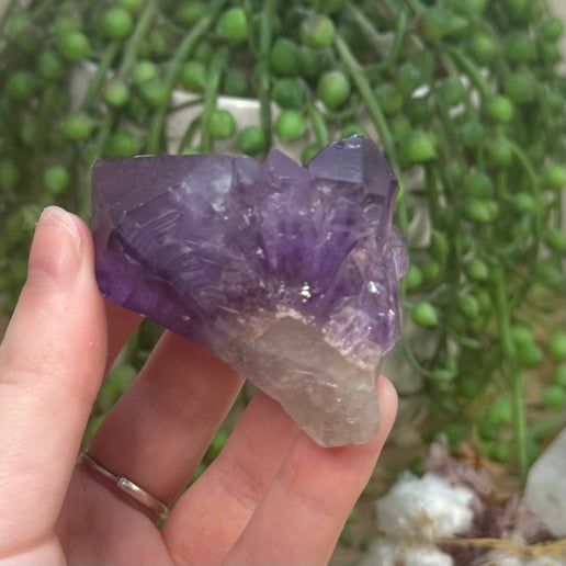 Amethyst Root (J742)