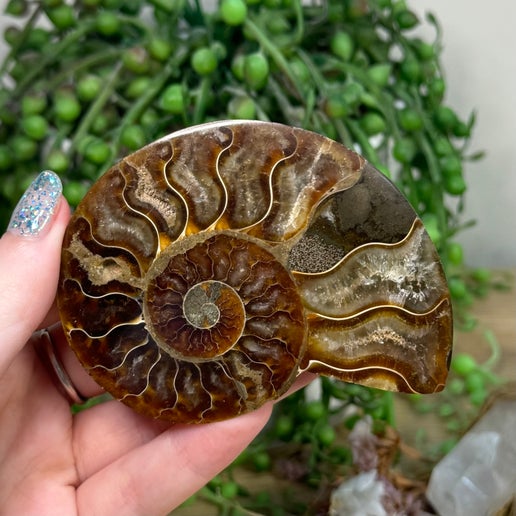 Ammonite (K926)