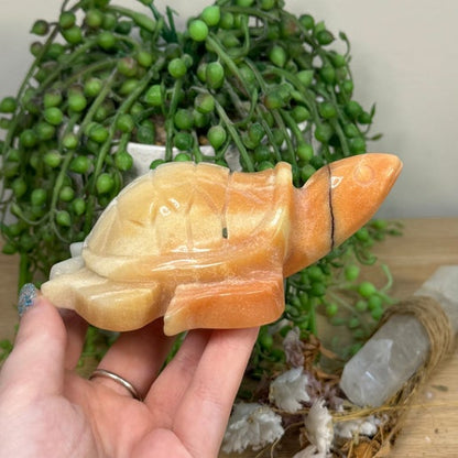 Caribbean Calcite Turtle (C632)