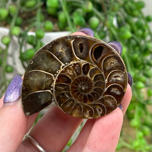 Ammonite (C730)