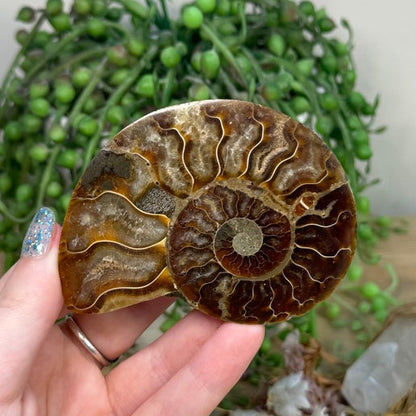 Ammonite (K925)