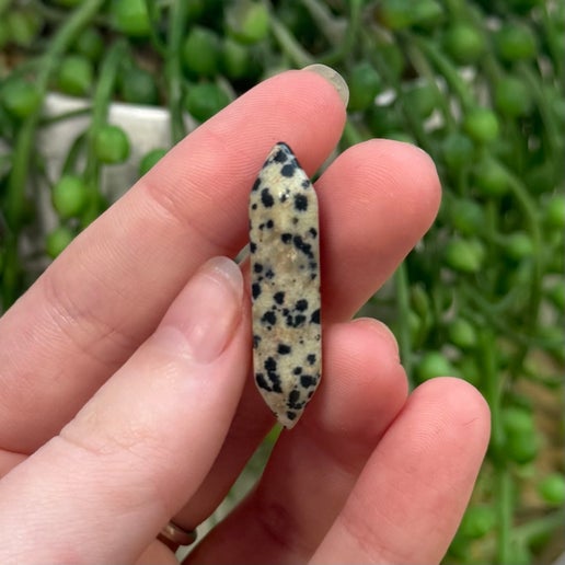 Dalmatian Jasper Mini Dt