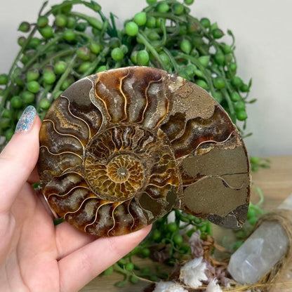 Ammonite (K930)