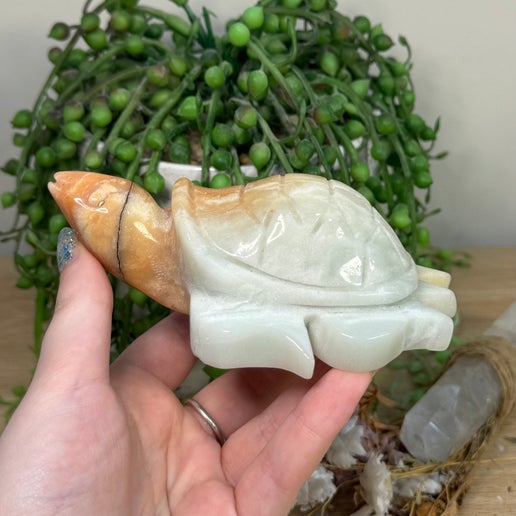 Caribbean Calcite Turtle (C632)