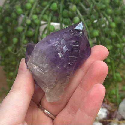 Amethyst Root (J742)