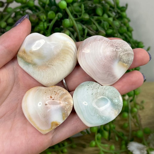 Shell Hearts