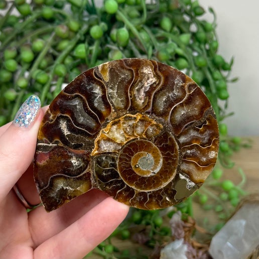 Ammonite (K921)