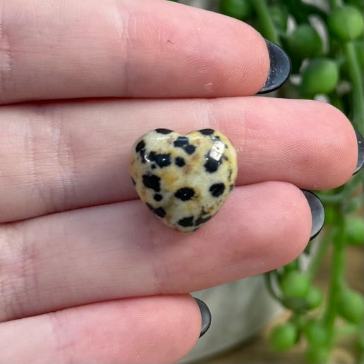 Dalmatian Jasper Tiny Hearts