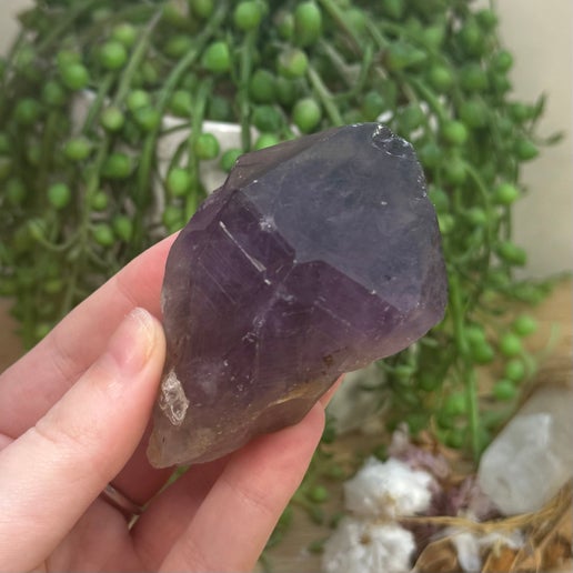 Amethyst Root (J747)