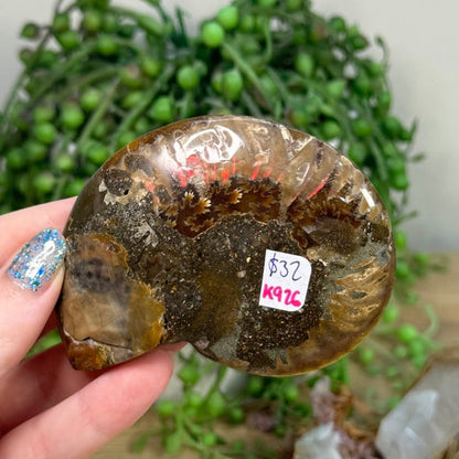 Ammonite (K926)