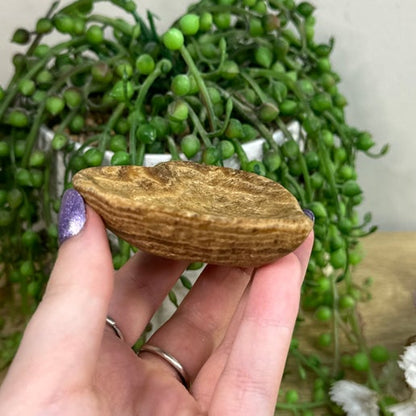 Chocolate Calcite Heart Bowl (D469)