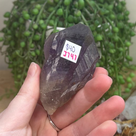 Amethyst Root (J747)