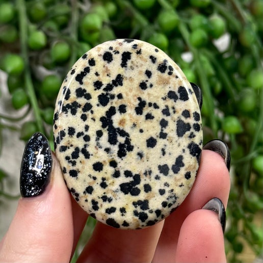 Dalmatian Jasper Lucky Stones