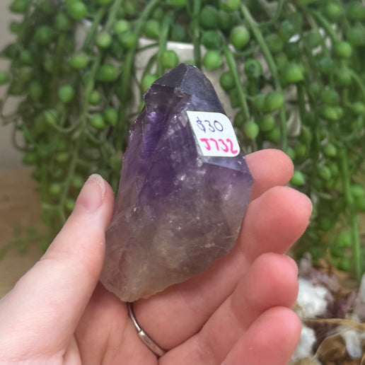 Amethyst Root (J732)